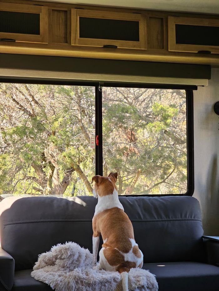 A curious dog gazes outside from a comfortable RV interior, enjoying nature.